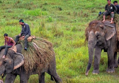 chitwan-jungle-safari